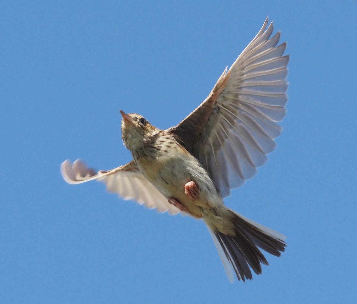 Pampas Pipit - ML530229481