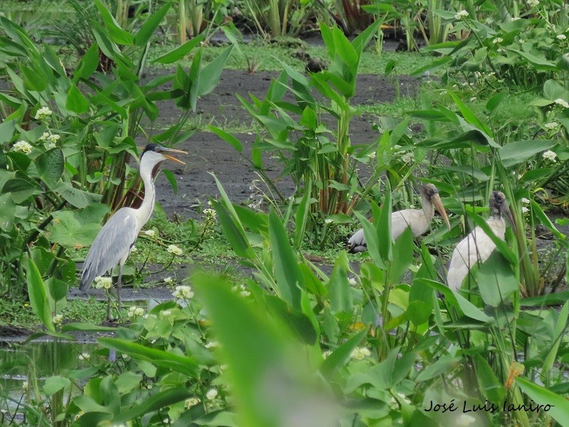 Cocoi Heron - José Luis Ianiro