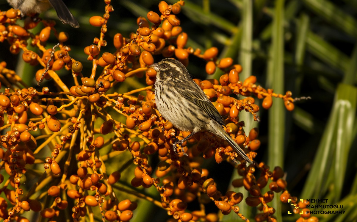 Serin strié - ML530230631