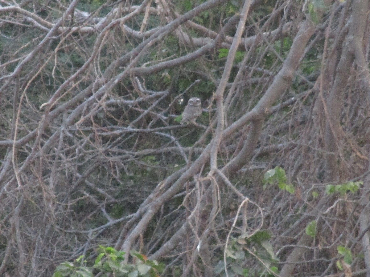 Spotted Owlet - Leons Mathew Abraham