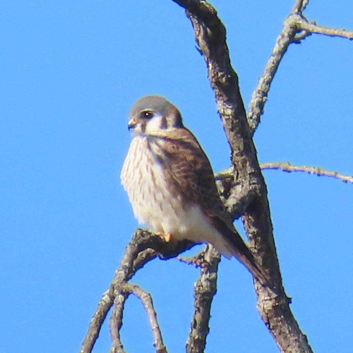 American Kestrel - ML530232001