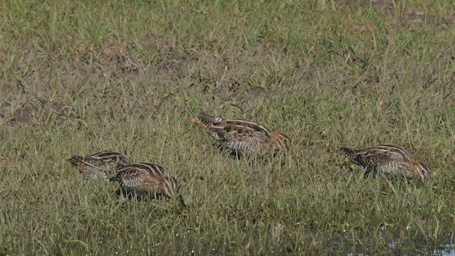 Wilson's Snipe - ML530232161