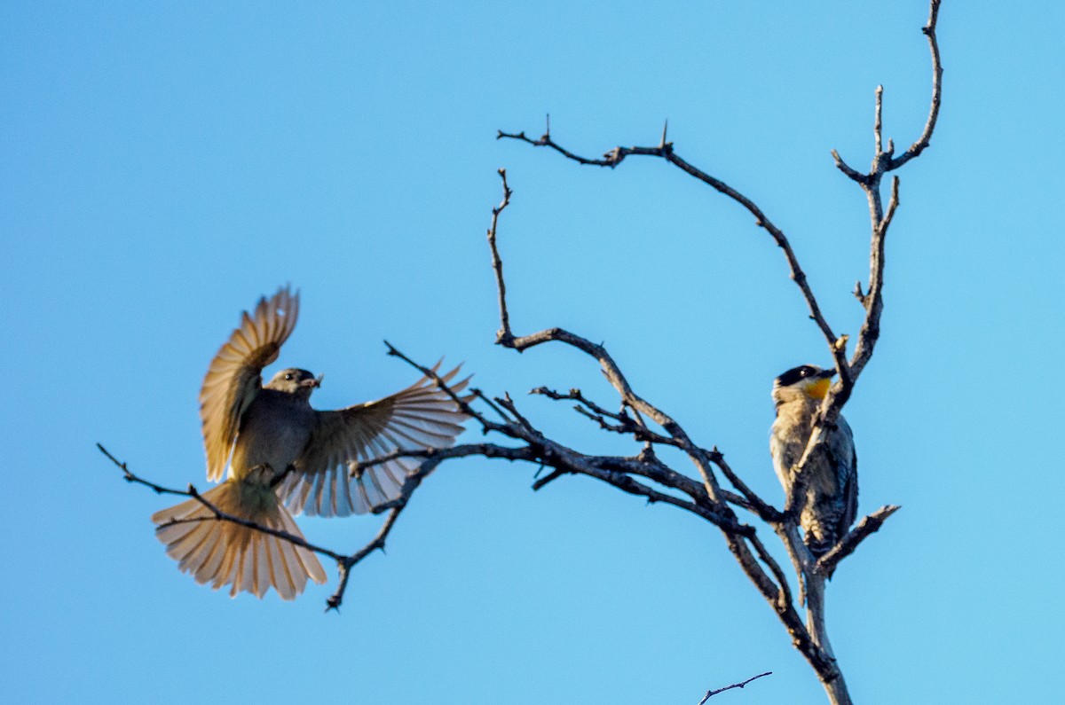 White-fronted Woodpecker - ML530233291