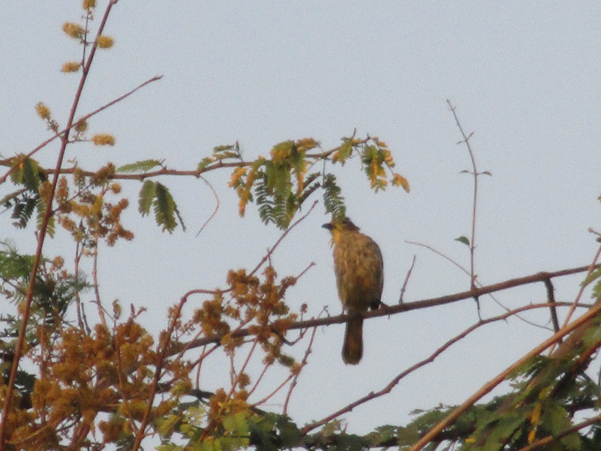 White-browed Bulbul - ML53023591