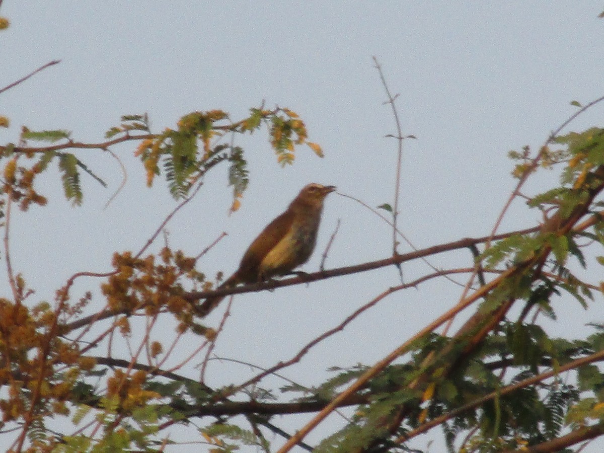 White-browed Bulbul - ML53023621