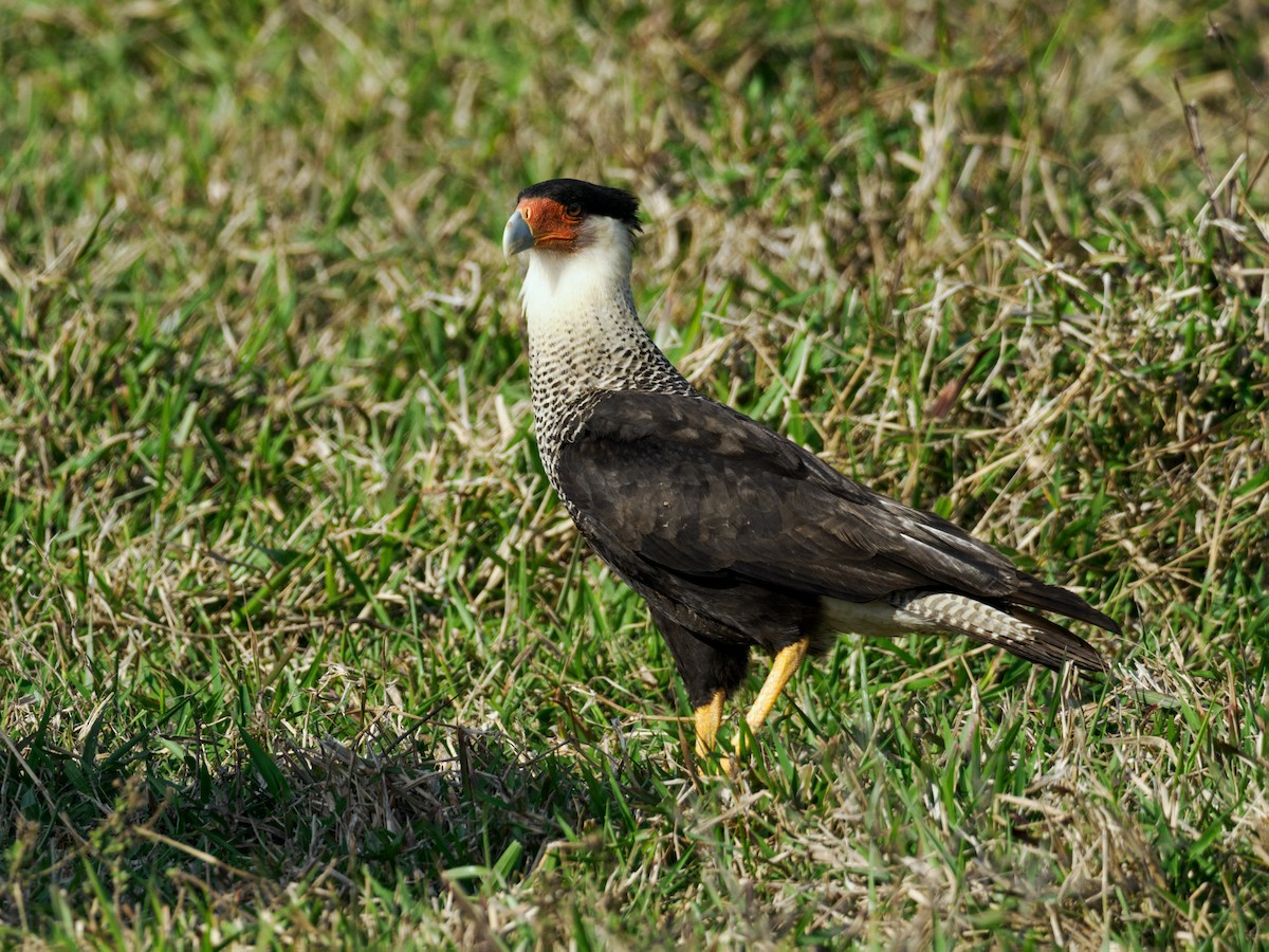 Crested Caracara (Northern) - ML530236541