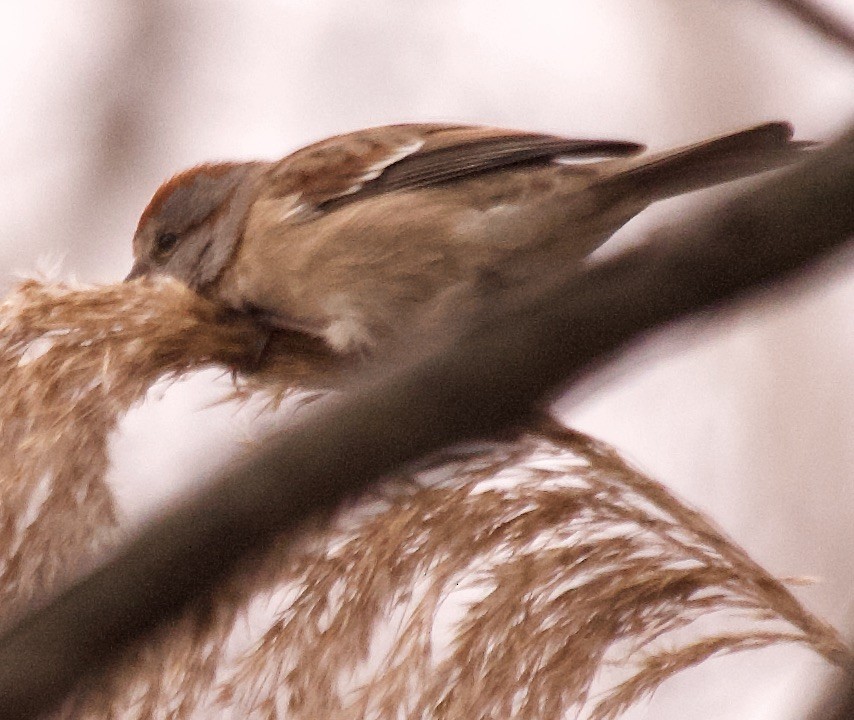 American Tree Sparrow - ML530236651