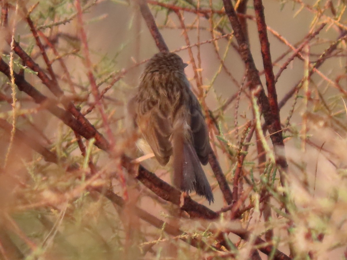 Delicate Prinia - ML530238131