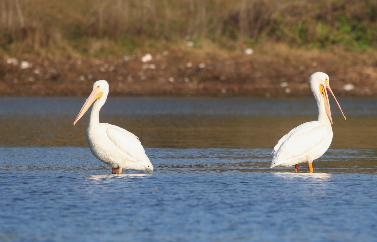 American White Pelican - ML530238981