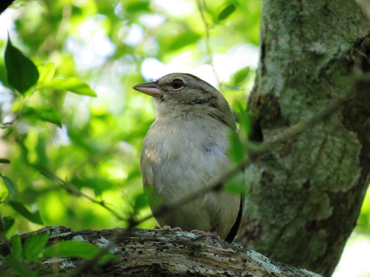 Olive Sparrow - Steve Butterworth