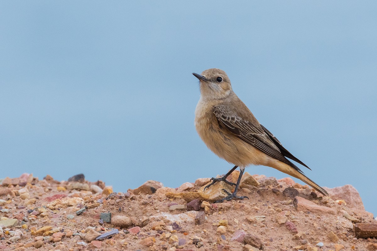 Hooded Wheatear - ML530240241