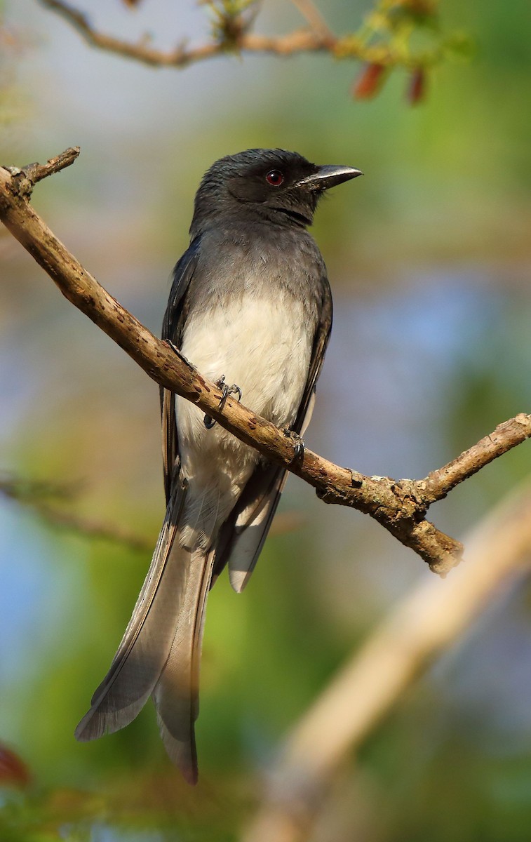 White-bellied Drongo - Albin Jacob