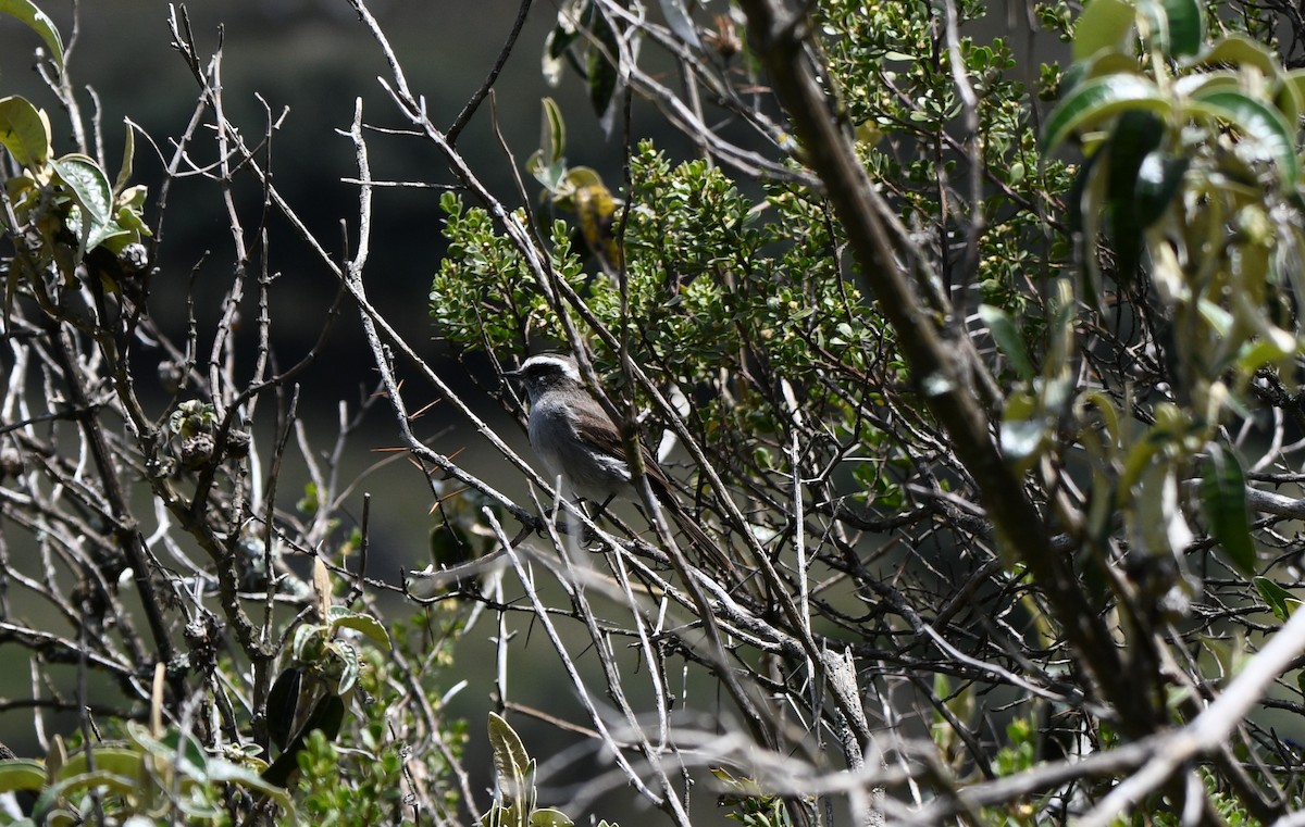 White-browed Chat-Tyrant - ML530241491