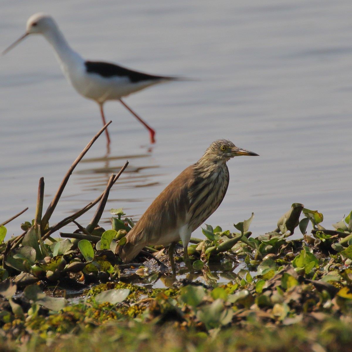 Chinese Pond-Heron - ML530241501