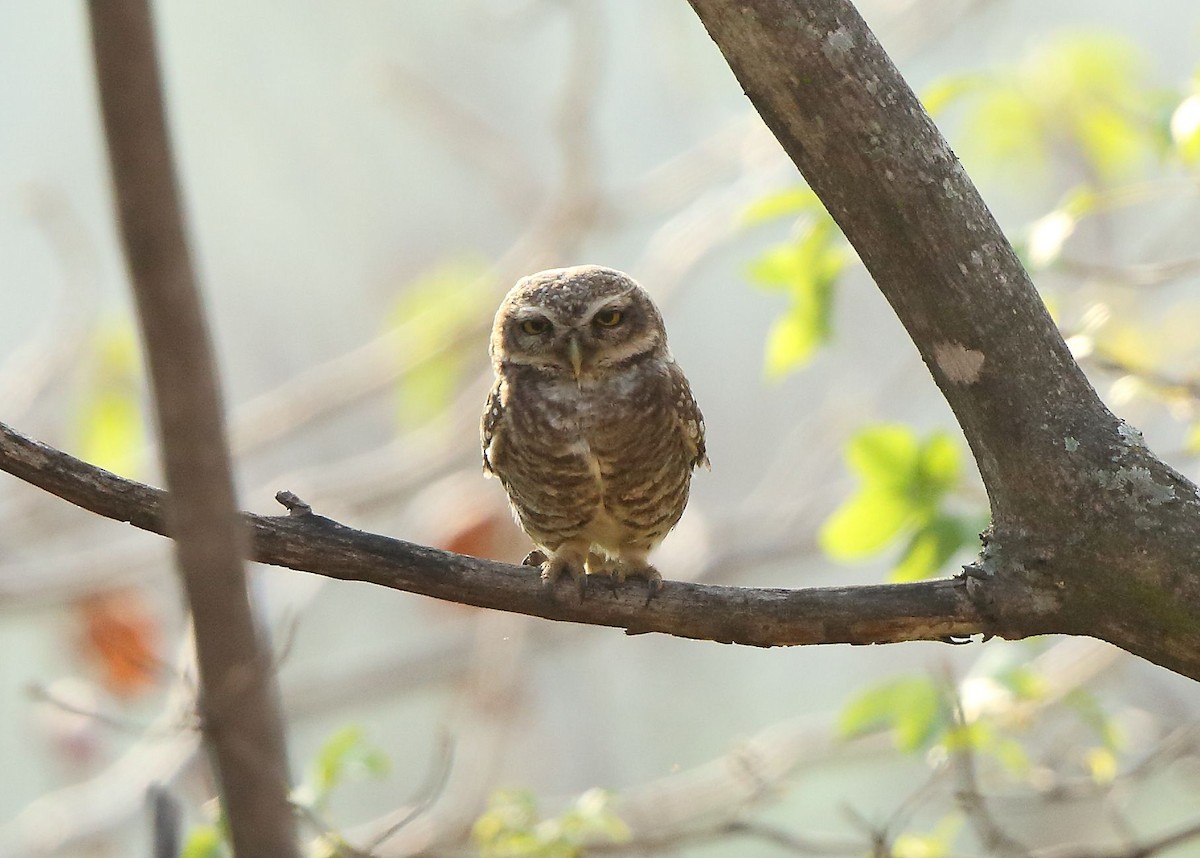 Spotted Owlet - ML53024401