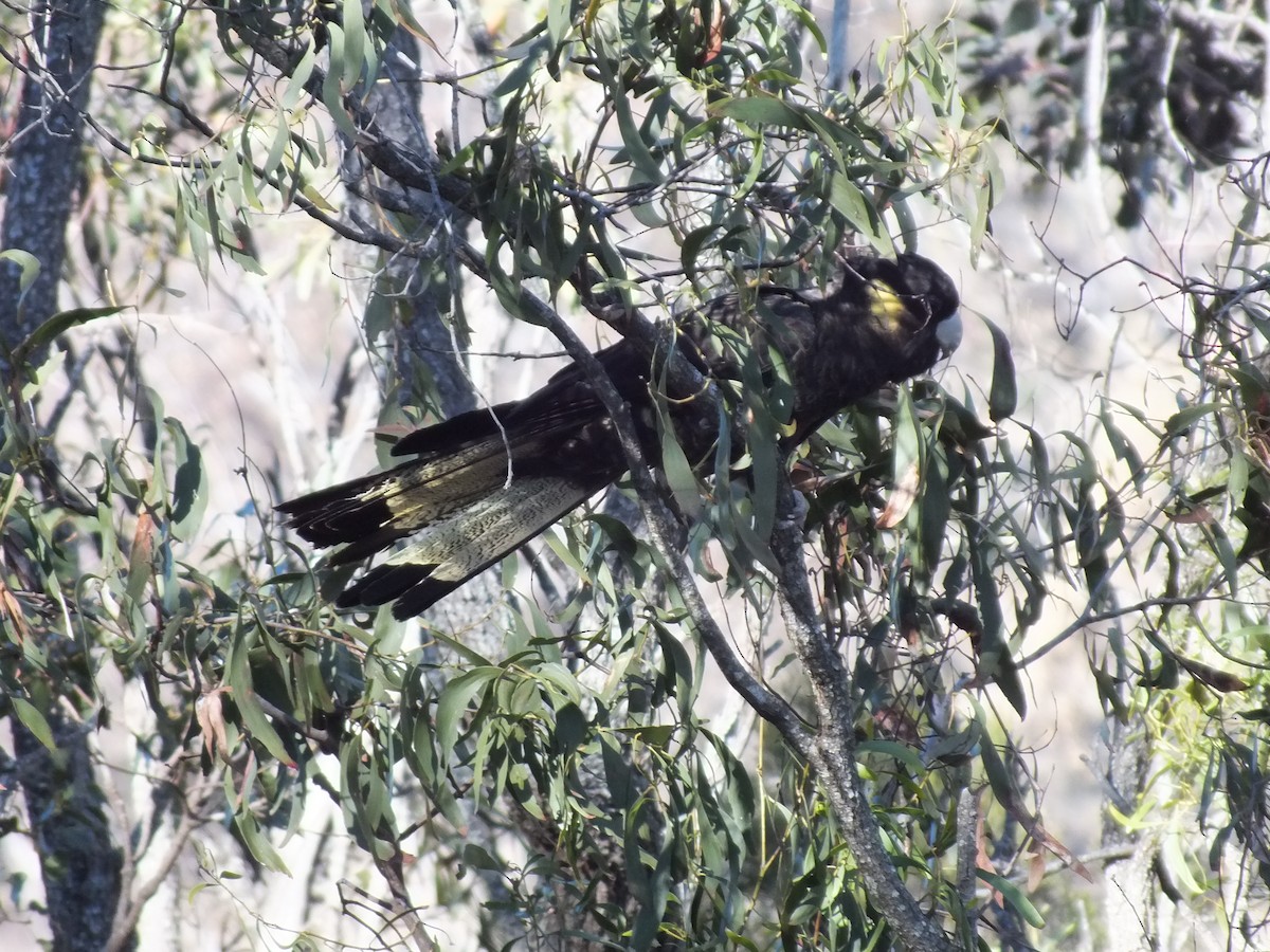 Yellow-tailed Black-Cockatoo - ML530244421