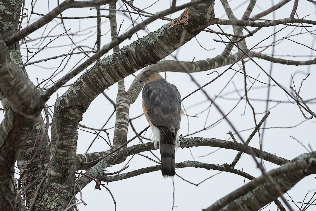 Cooper's Hawk - ML530245201