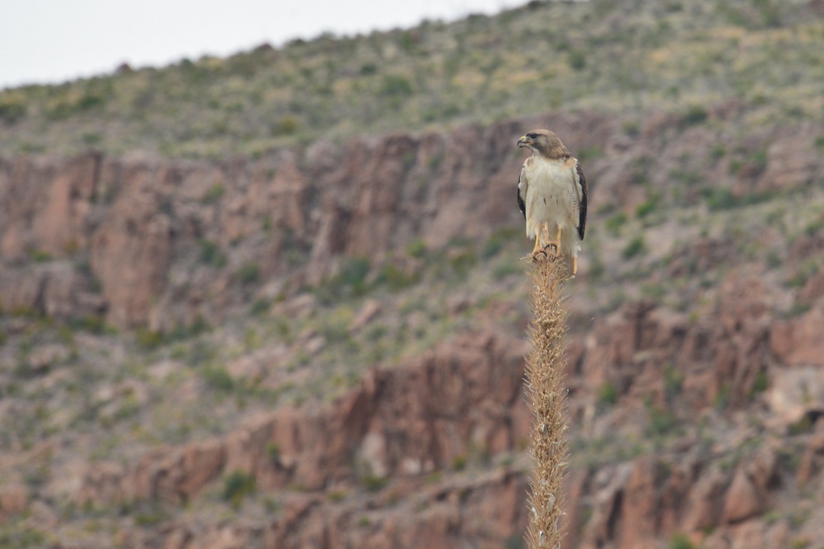 Red-tailed Hawk - Larry Hooge