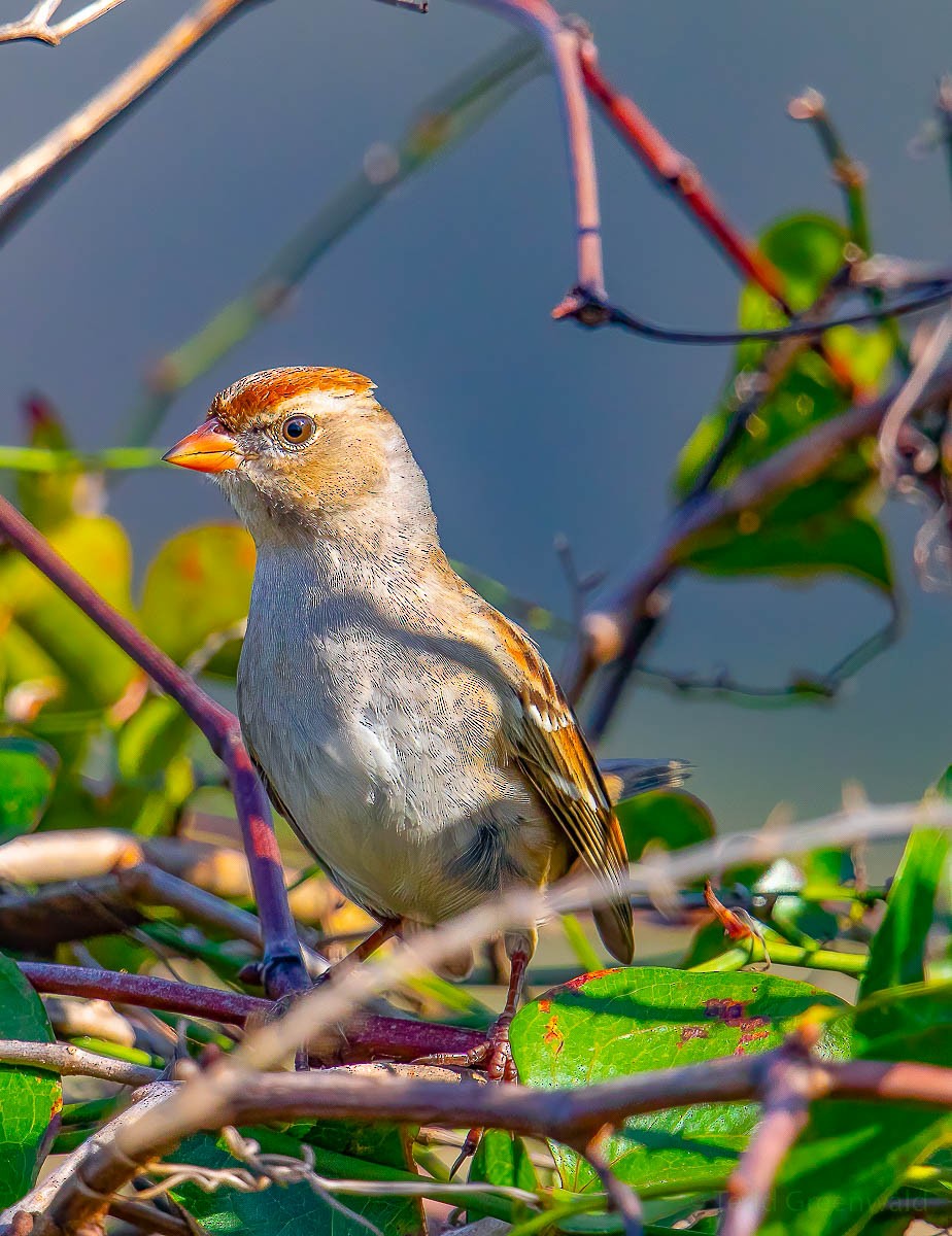 White-crowned Sparrow - ML530246791