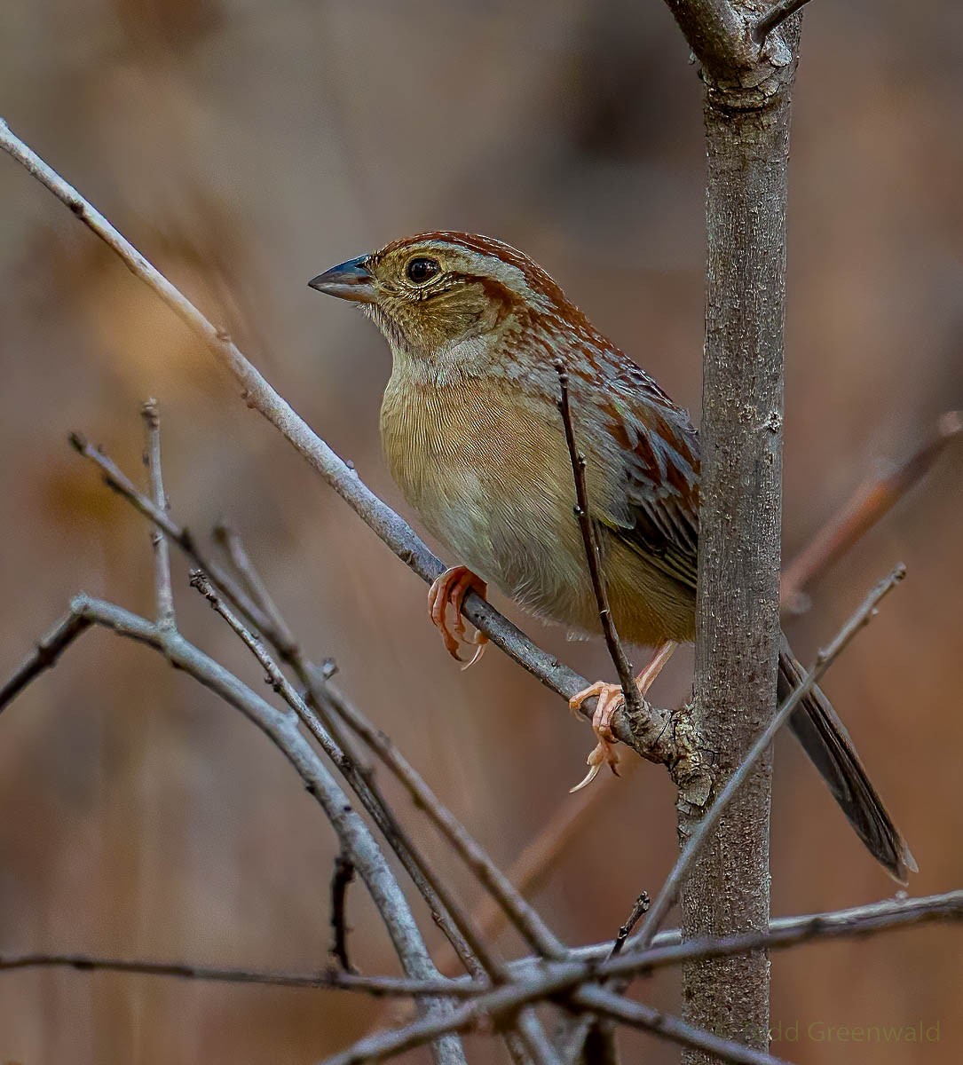 Bachman's Sparrow - ML530247581