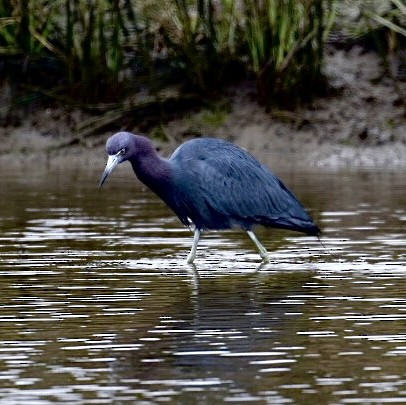 Little Blue Heron - ML530247651