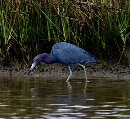 Little Blue Heron - ML530247661