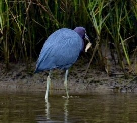 Aigrette bleue - ML530247671