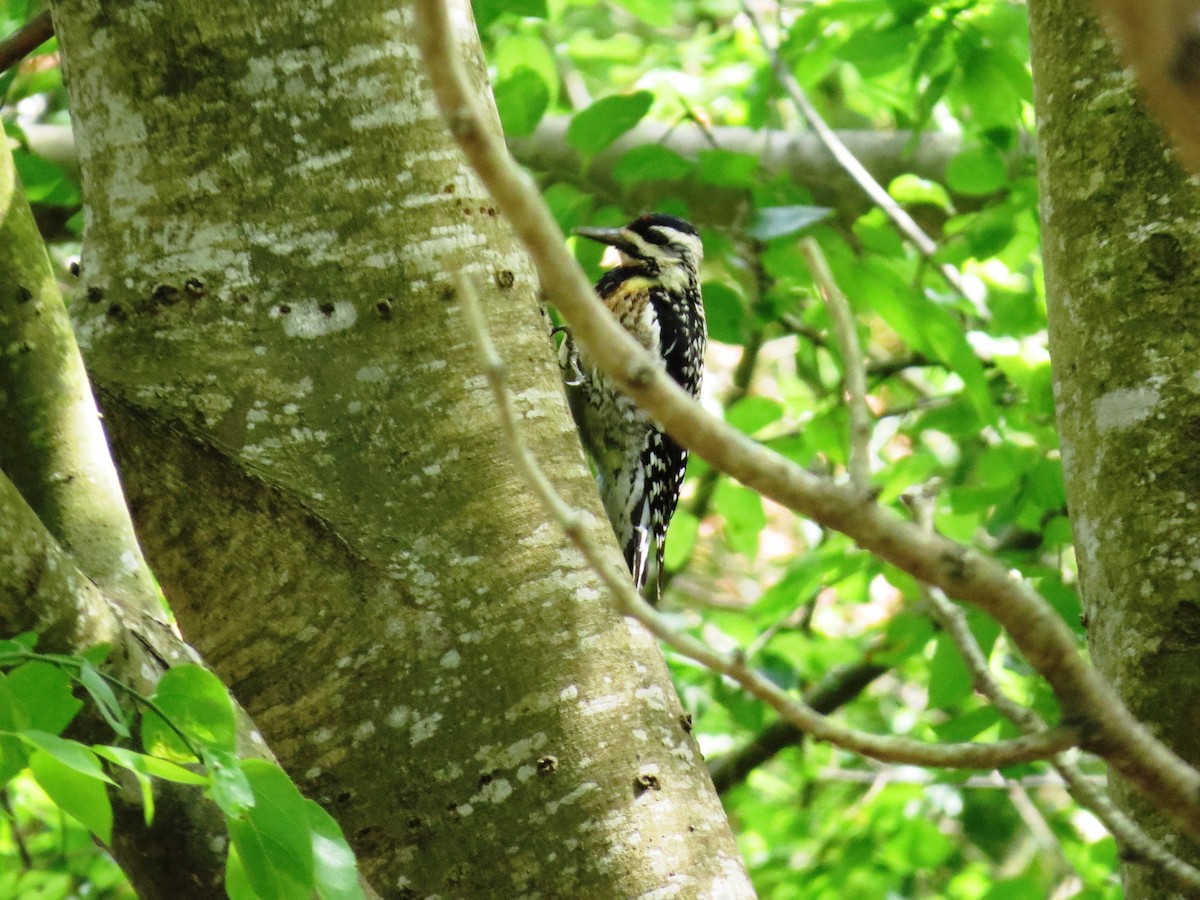 Yellow-bellied Sapsucker - ML530247701