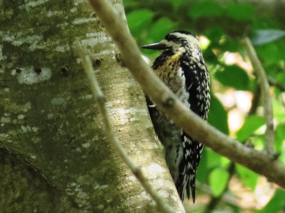 Yellow-bellied Sapsucker - ML530247731