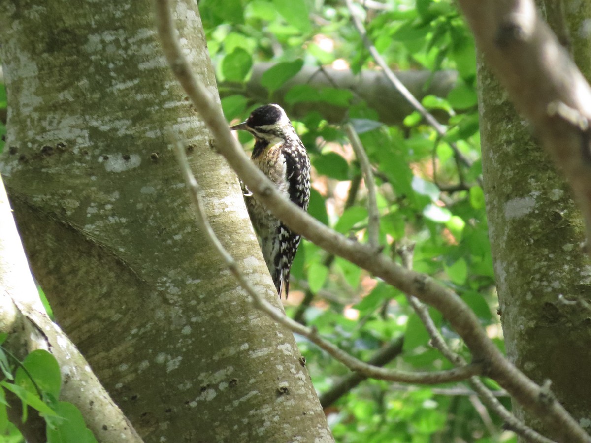 Yellow-bellied Sapsucker - ML530247741