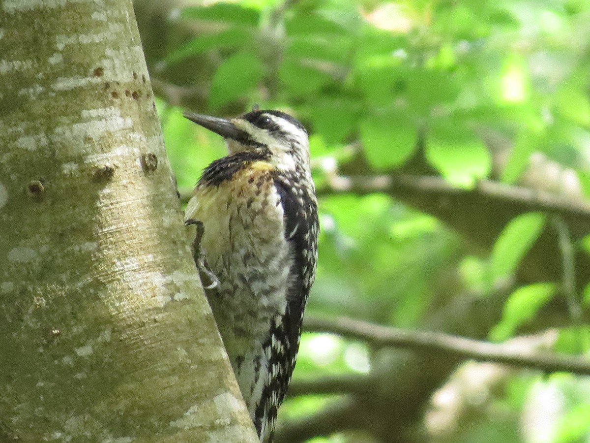 Yellow-bellied Sapsucker - ML530247961