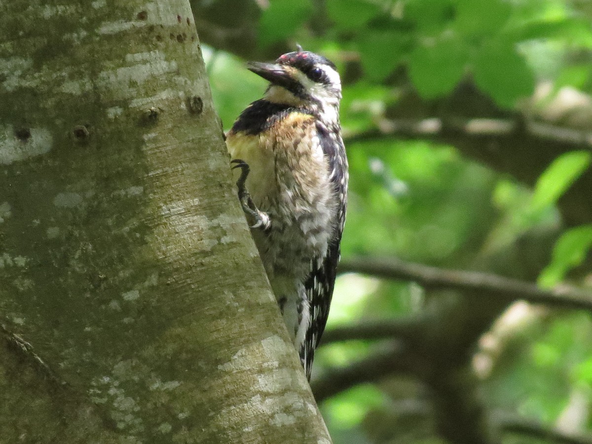 Yellow-bellied Sapsucker - ML530247991