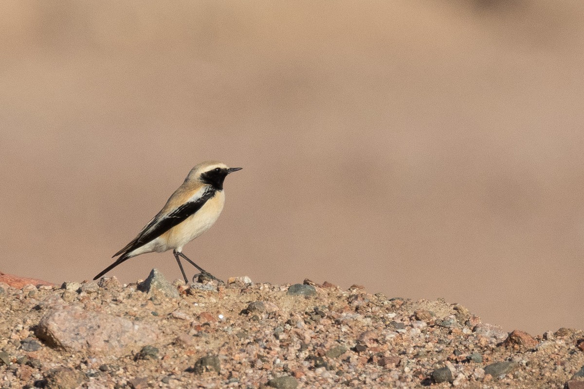 Desert Wheatear - ML530248171