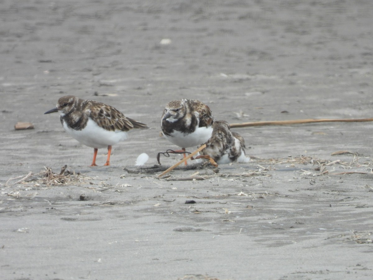 Ruddy Turnstone - Constanza Vargas