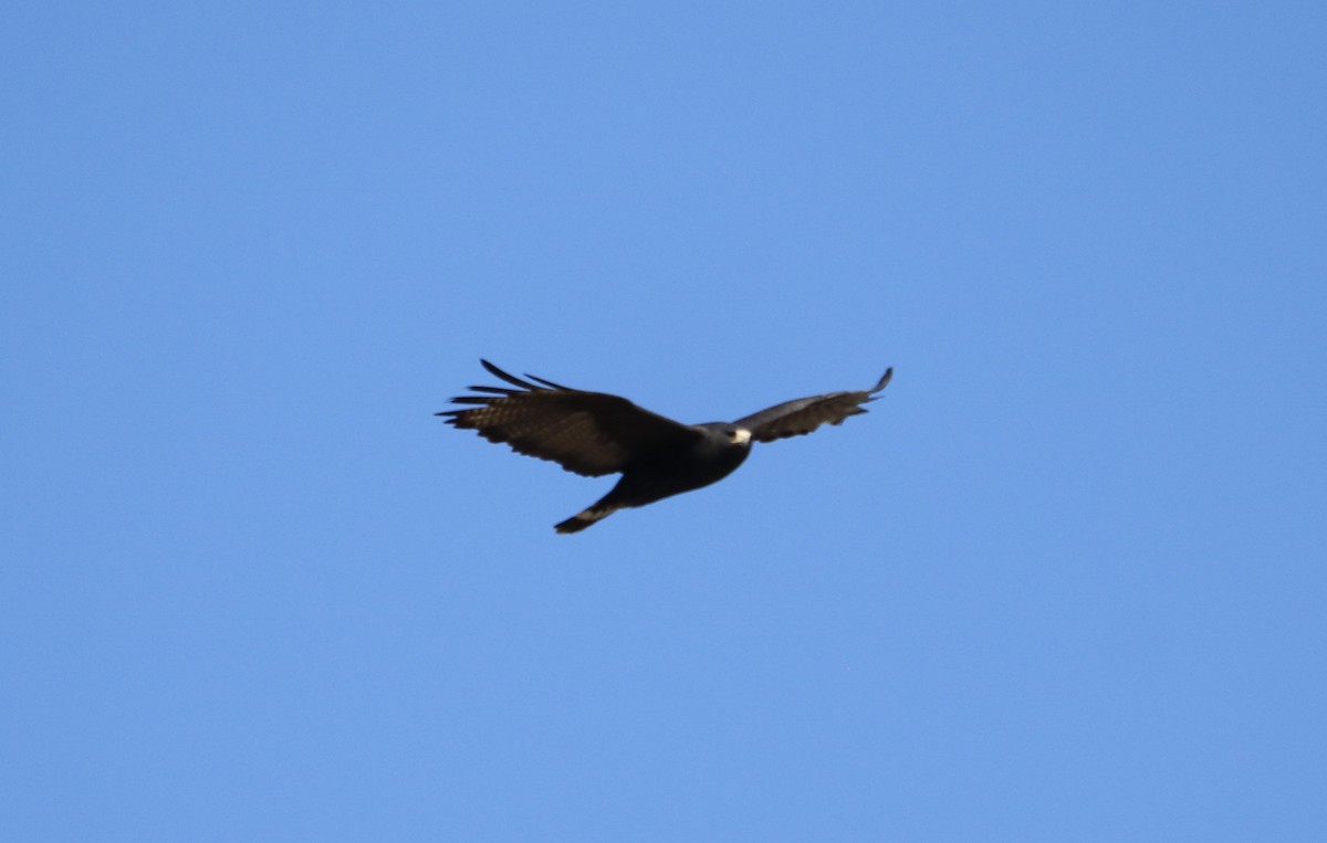 Zone-tailed Hawk - Ryan Winkleman