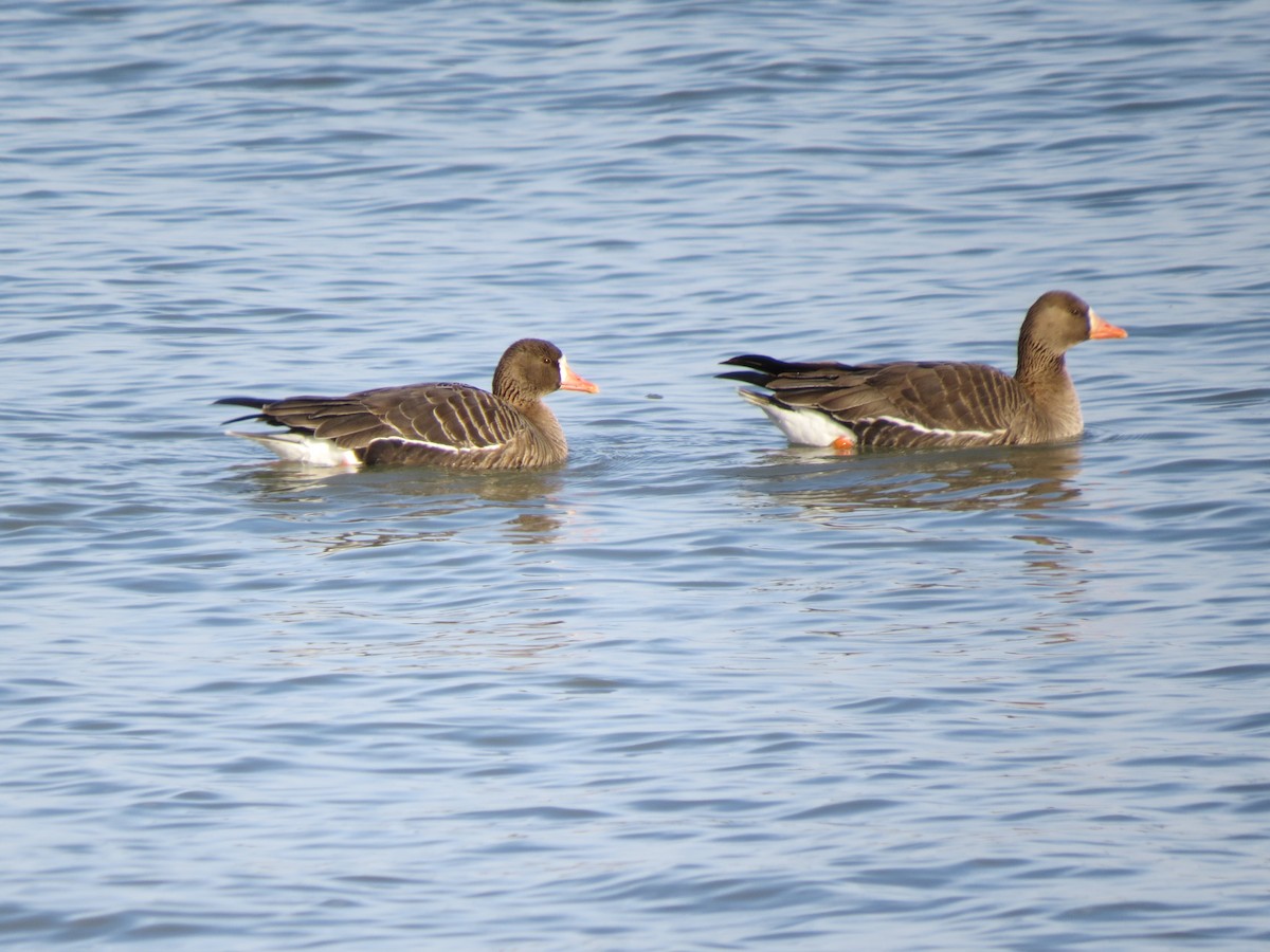 Greater White-fronted Goose - ML530249621