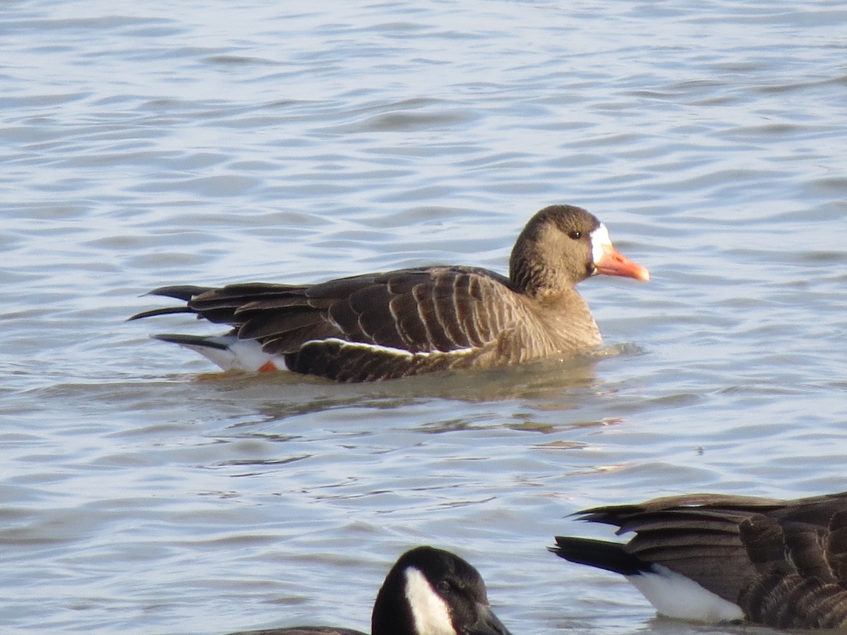 Greater White-fronted Goose - ML530250011