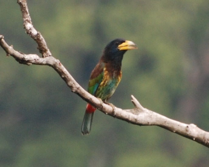 Great Barbet - ML53025011