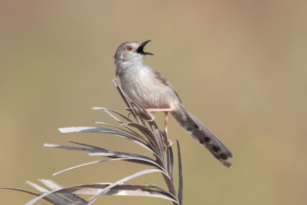 Graceful/Delicate Prinia - Saudi Rare Bird Records