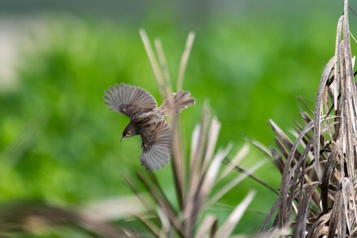 Graceful/Delicate Prinia - Saudi Rare Bird Records