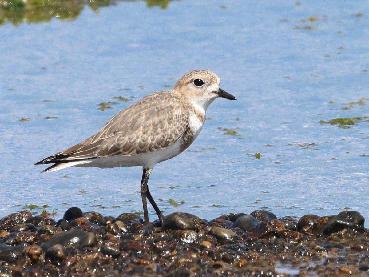 Two-banded Plover - ML530251511