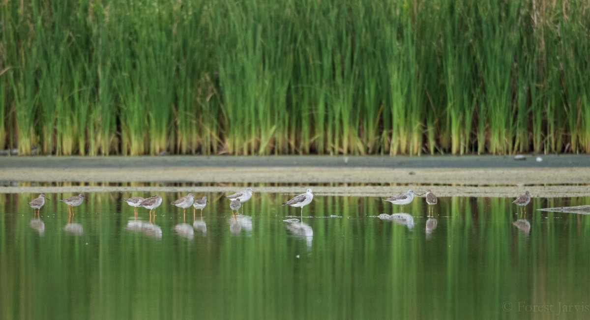 Common Greenshank - ML53025171