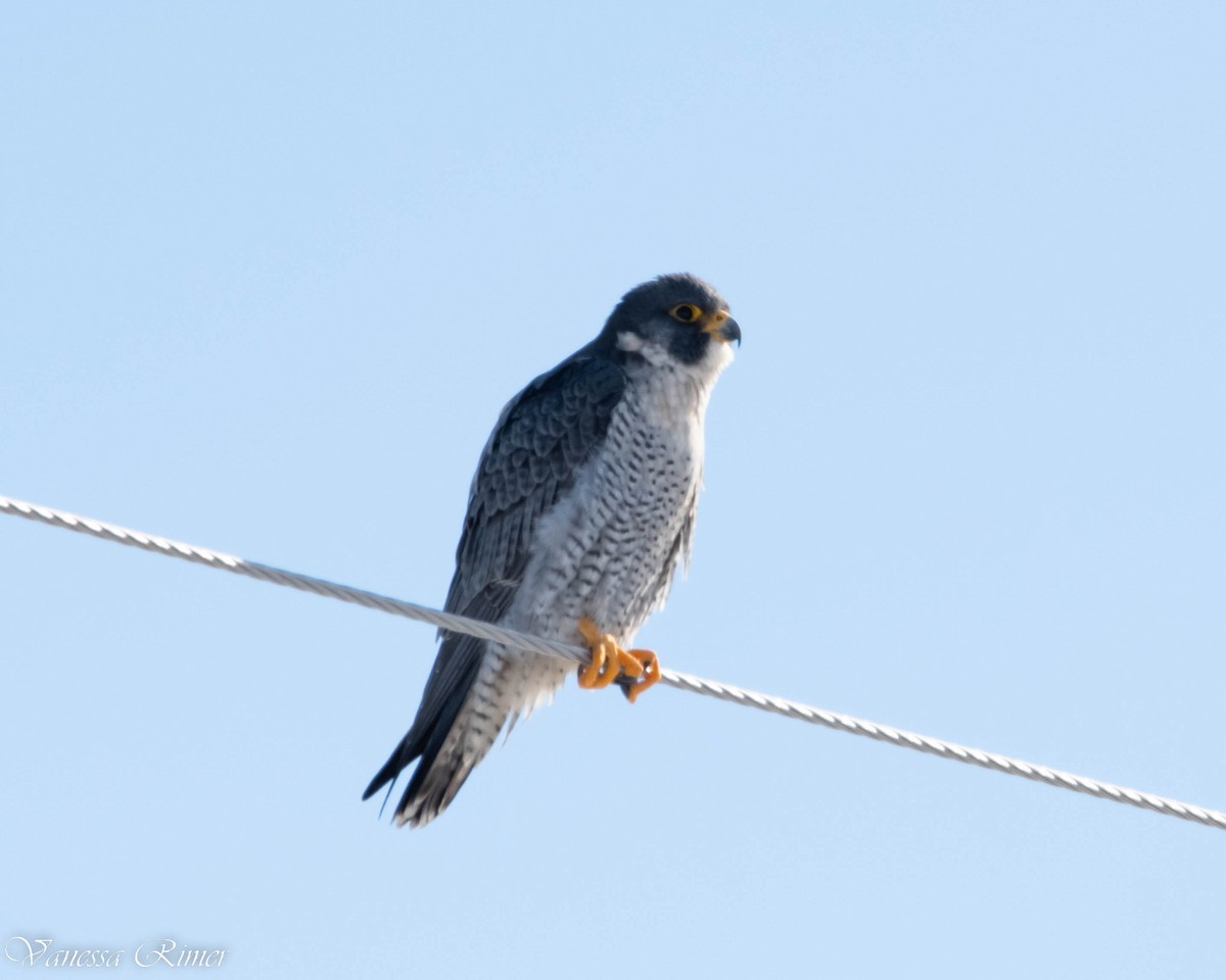 Peregrine Falcon - ML530252951