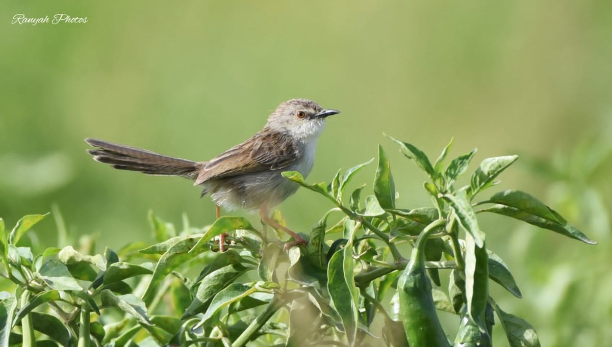 Graceful/Delicate Prinia - ML530253061