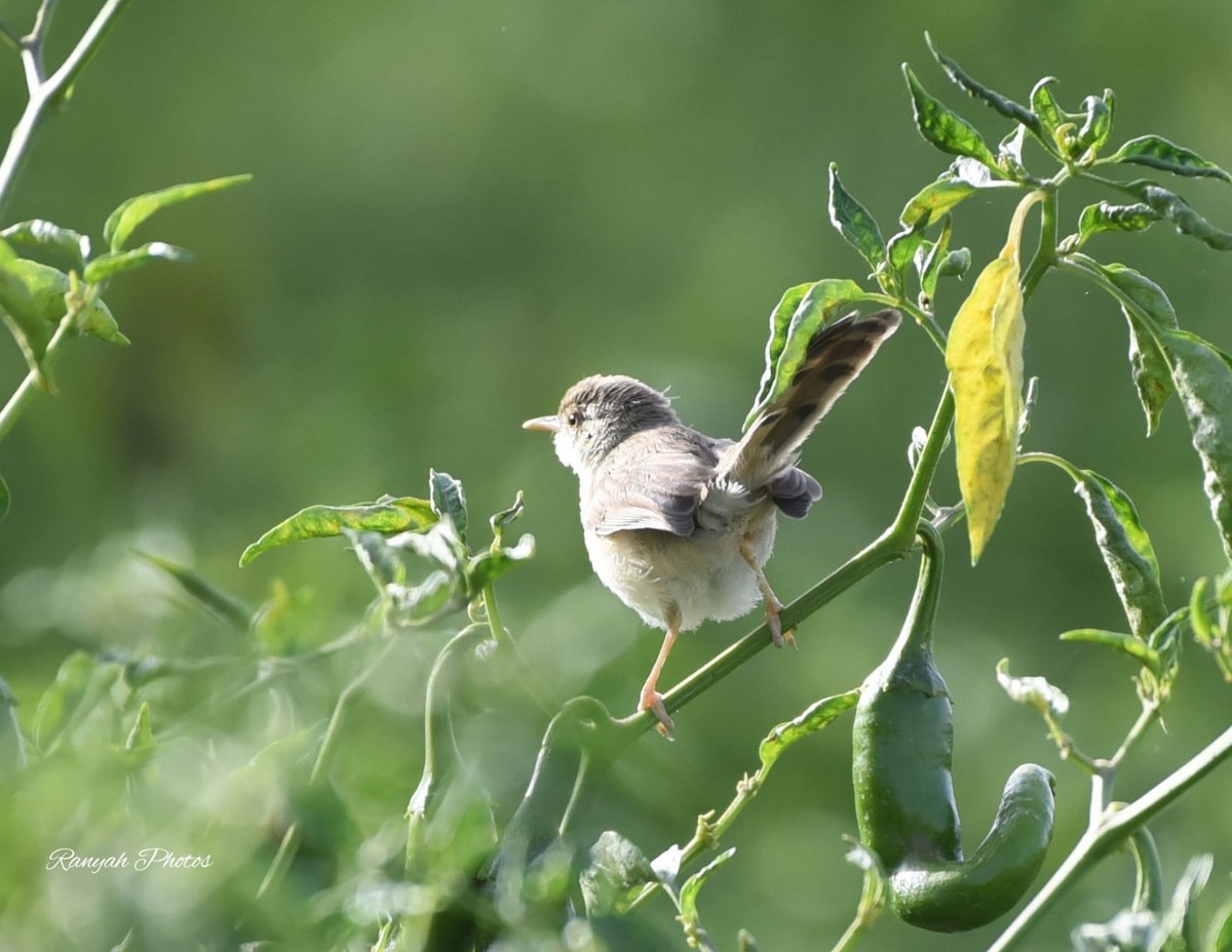 Graceful/Delicate Prinia - ML530253071