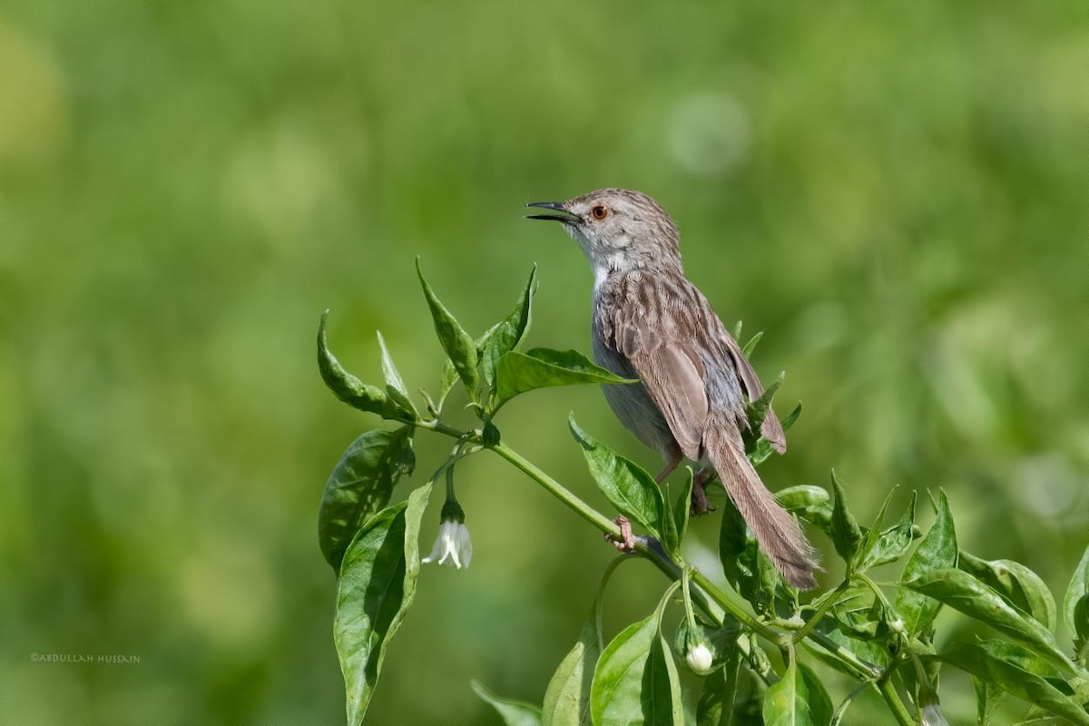 Graceful/Delicate Prinia - ML530253091