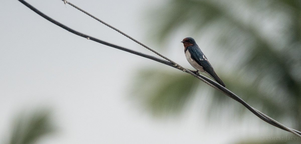 Barn Swallow - ML53025371