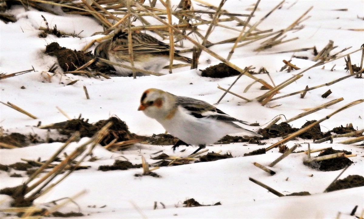 Snow Bunting - ML530255171