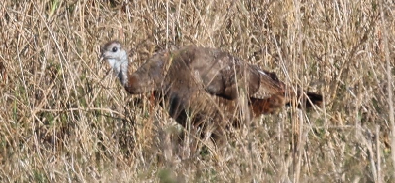 Wild Turkey - Gregory Hamlin