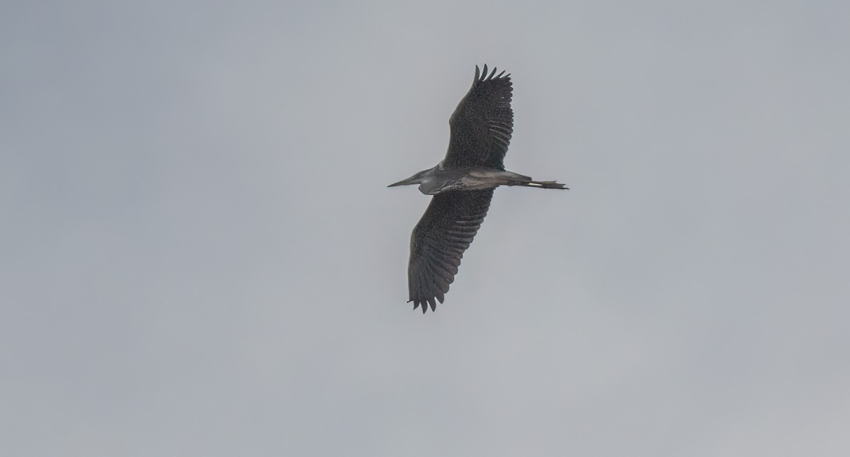 Gray Heron - Francisco Pires